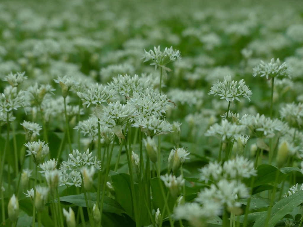 image Scent signals the arrival of Spring